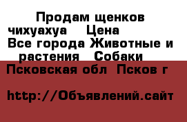 Продам щенков чихуахуа  › Цена ­ 10 000 - Все города Животные и растения » Собаки   . Псковская обл.,Псков г.